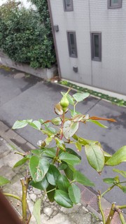 20181207rose.jpg
