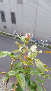 20181227rose.jpg