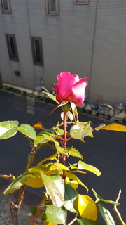 20190128rose.jpg