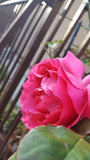 20190207rose.jpg